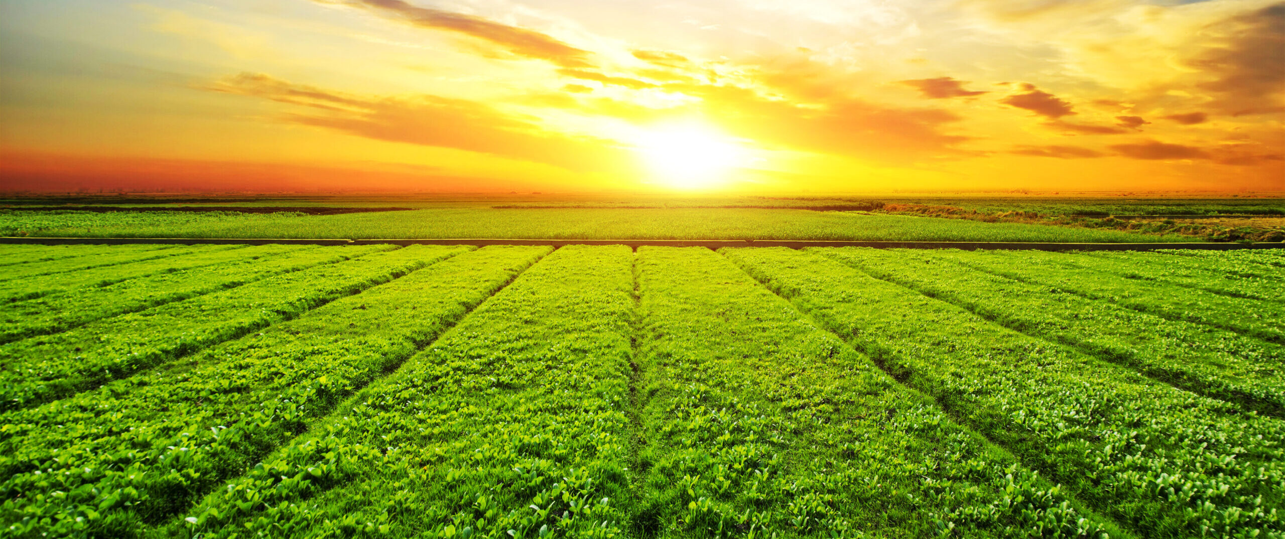 Sunset, sunrise, sun over rural countryside wheat field. Late spring, early summer